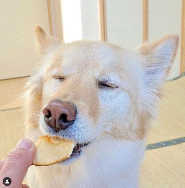 りんごチップスをおいしそうに食べるあられちゃん