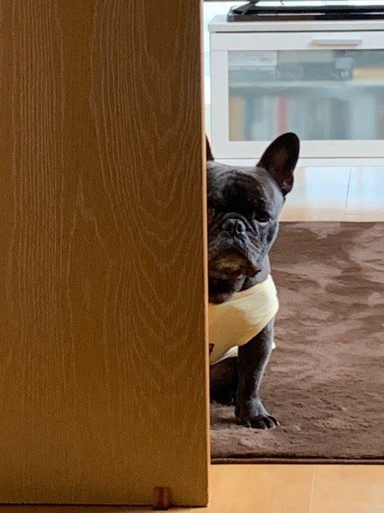 覗くフレンチブルドッグ