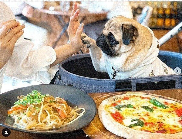 カフェに来たぱぐぞうくん