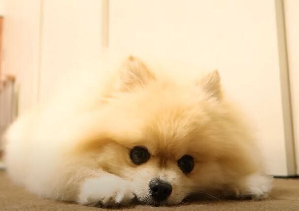 ポメラニアン　モチちゃん