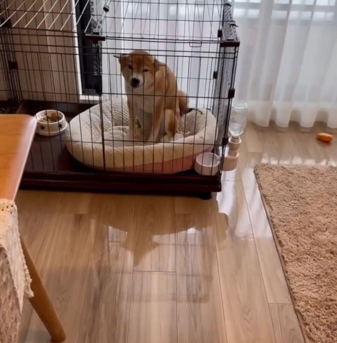 飼い主さんが少しずつ近づくとこの表情に