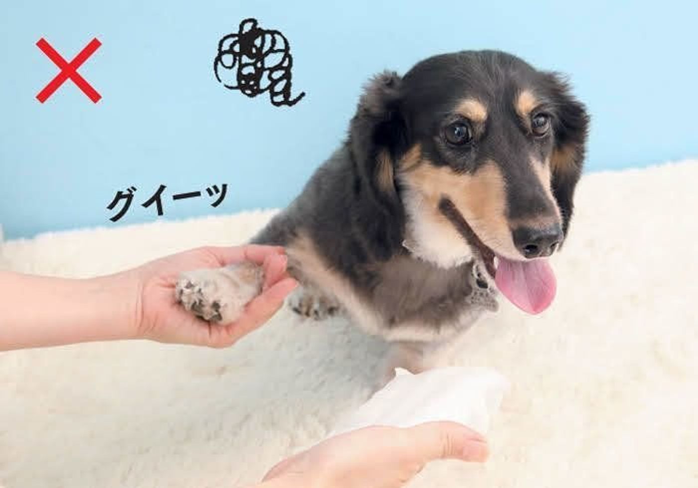 汚れは なるはや でケアがコツ 犬の足の ちょい拭き テク いぬのきもちweb Magazine 汚れは なるはや でケアがコツ 犬の足の ちょい拭き テク いぬのきもちweb Magazine