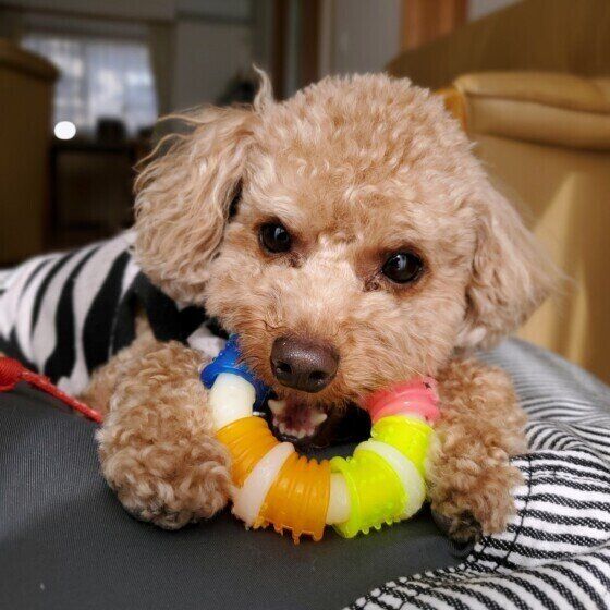 おもちゃで遊ぶトイ・プードル
