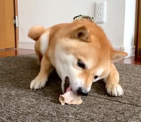 お肉を食べる豆千代くん