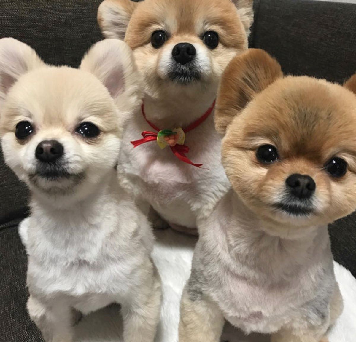 ポメちゃんがトリミング後に必ずする 謎行動 に反響 いぬのきもちweb Magazine ポメちゃんがトリミング後に必ずする 謎行動 に反響 いぬのきもちweb Magazine