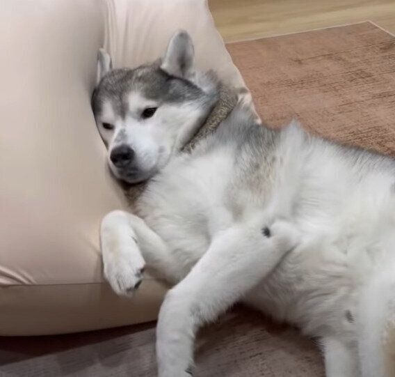 人をダメにするソファ との久々の再会にうっとり とろけるハスキーの姿に癒される いぬのきもちweb Magazine