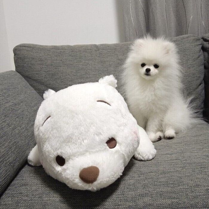 子犬時代のおもちちゃん まだまだ小さくてかわいらしい