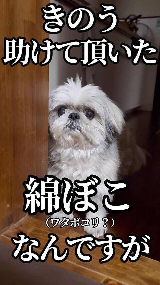 シーズー犬マンガてんぽshihtzu