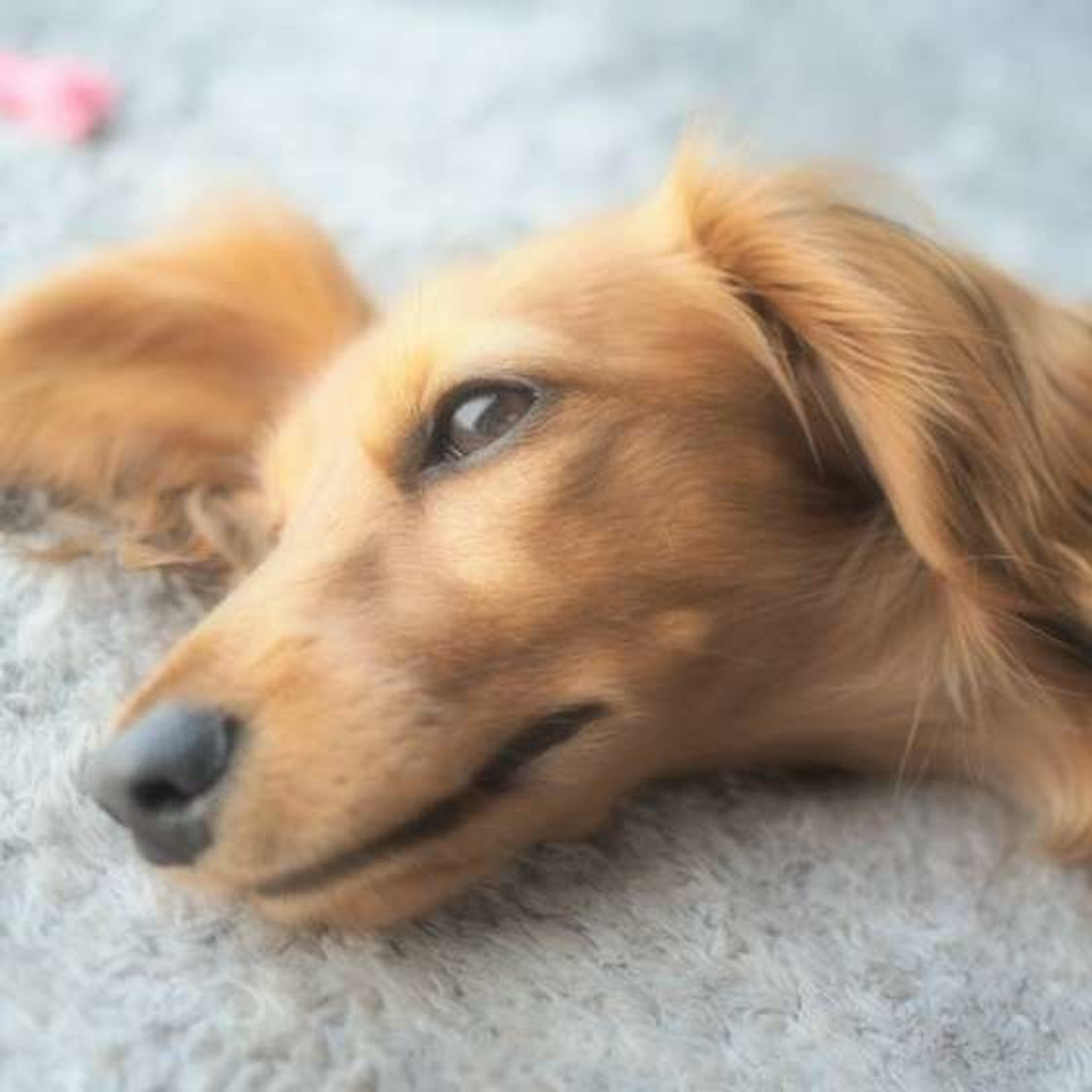 愛犬の歩き方や姿勢がおかしいと思ったら 脳神経の病気かも いぬのきもちweb Magazine 愛犬の歩き方や姿勢がおかしいと思ったら 脳神経の病気かも いぬのきもちweb Magazine