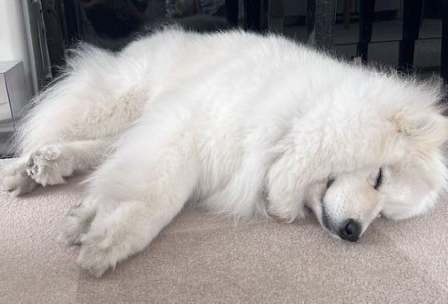 すやすや眠るサモエド