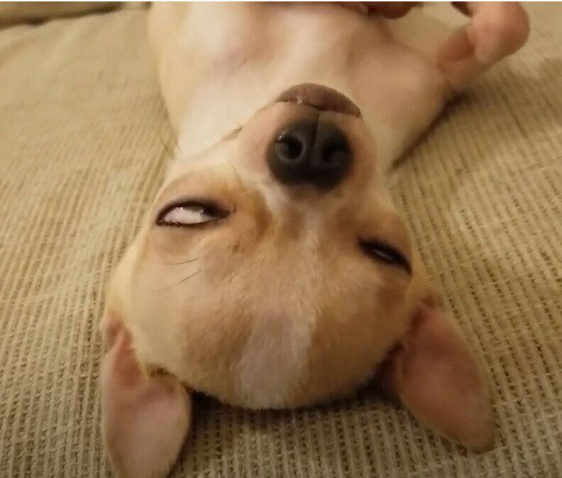 白目をむくチワワ