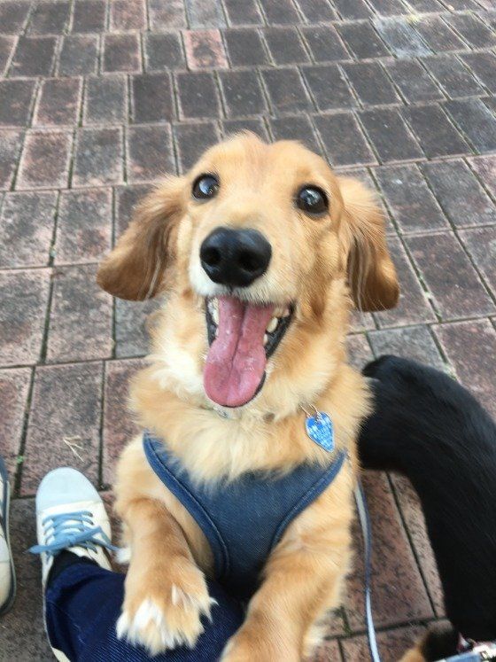 ダックスフンド