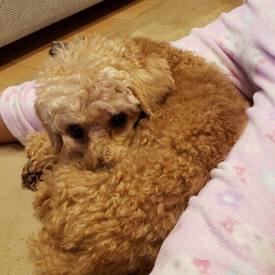 トイ・プードルのカールちゃんのお尻ピタッ