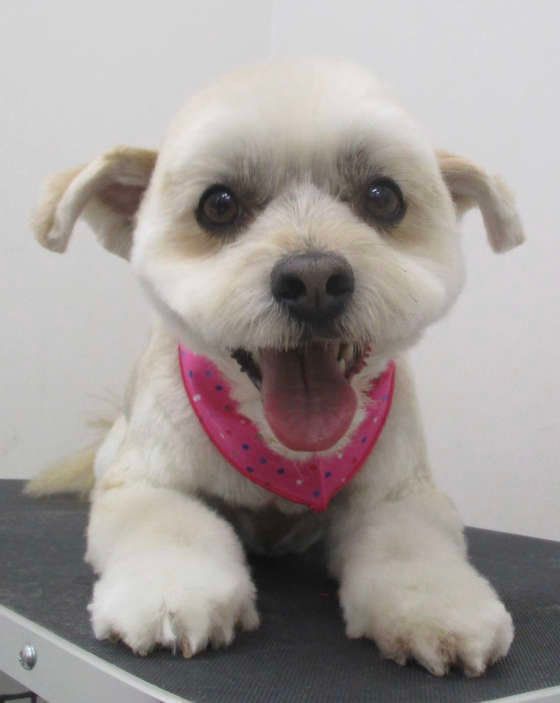 私7歳、まだシニアには見えないでしょ？