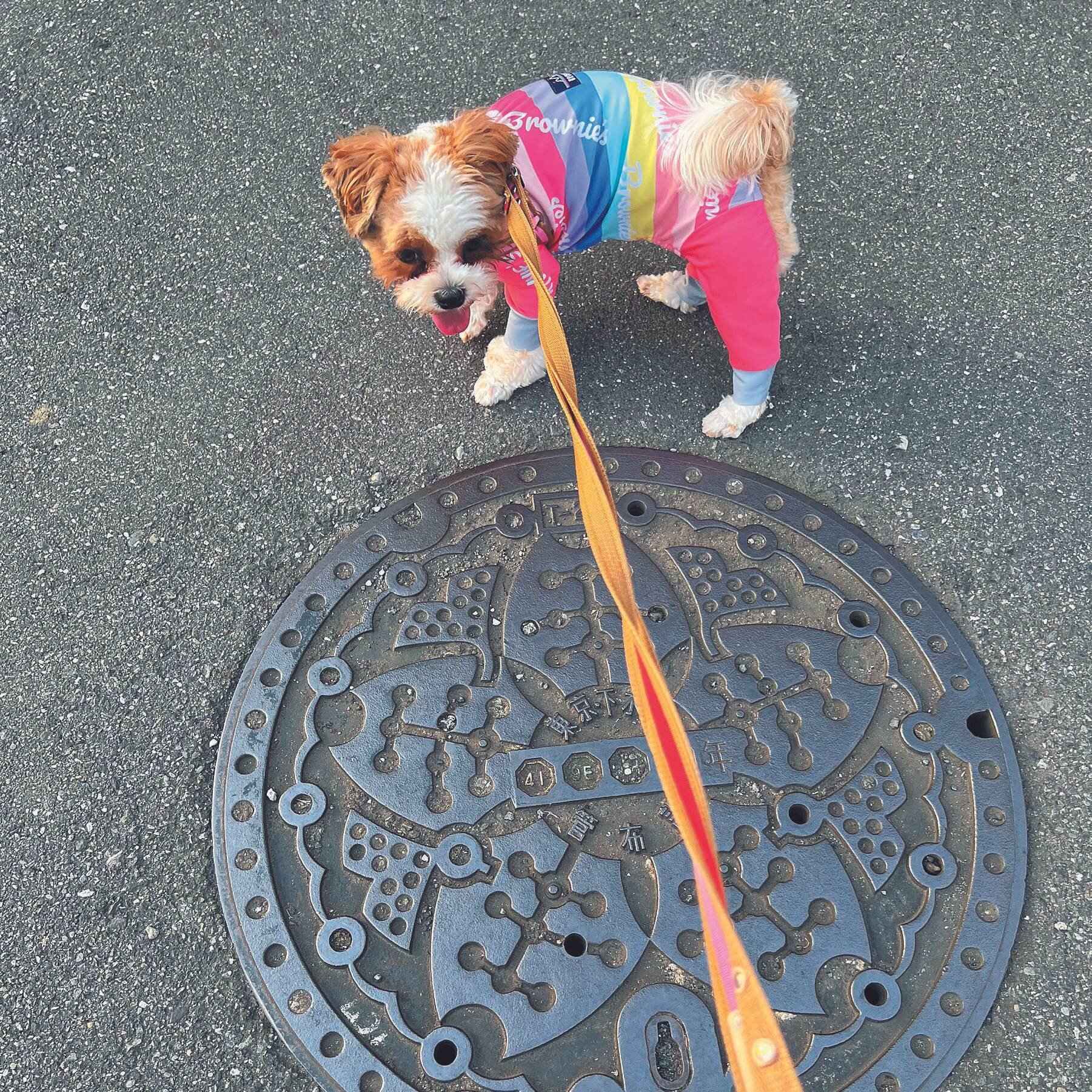 東京都 もかちゃん（メス・1才／3.9kg／ミックス／甘えん坊で人好き）