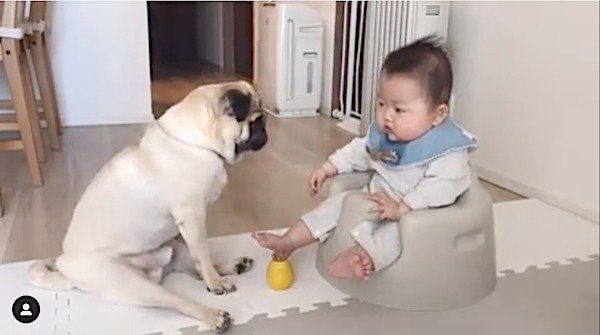赤ちゃんに遊びのお誘いをするパグ