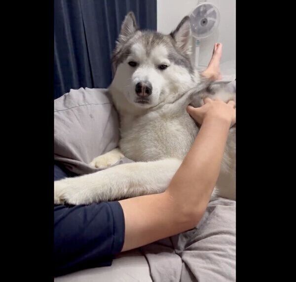 ナデナデしてもらう煉くん