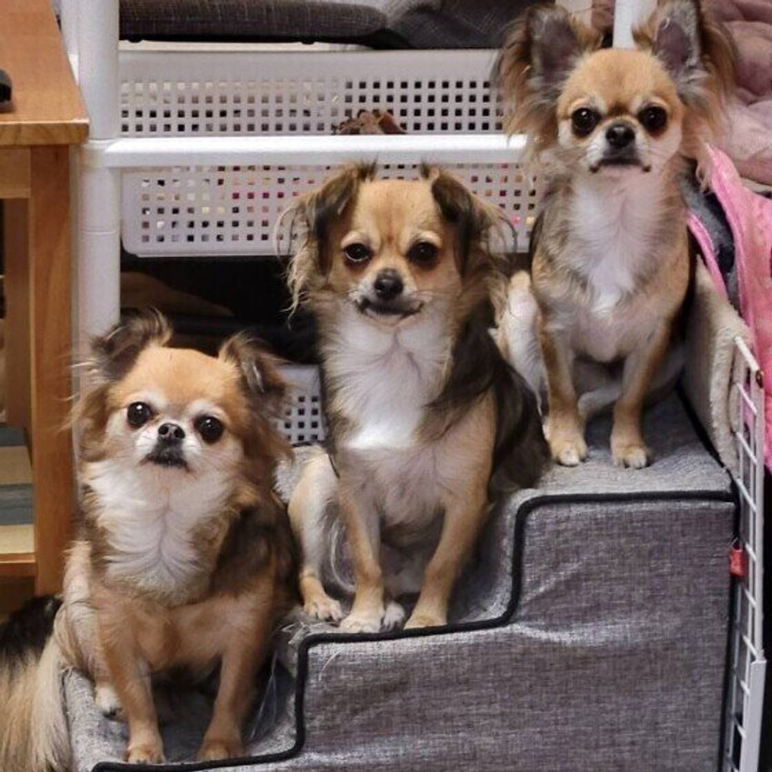 犬もヤキモチをやく 犬が嫉妬しているときの行動とは いぬのきもちweb Magazine 犬もヤキモチをやく 犬が嫉妬しているときの行動とは いぬのきもちweb Magazine