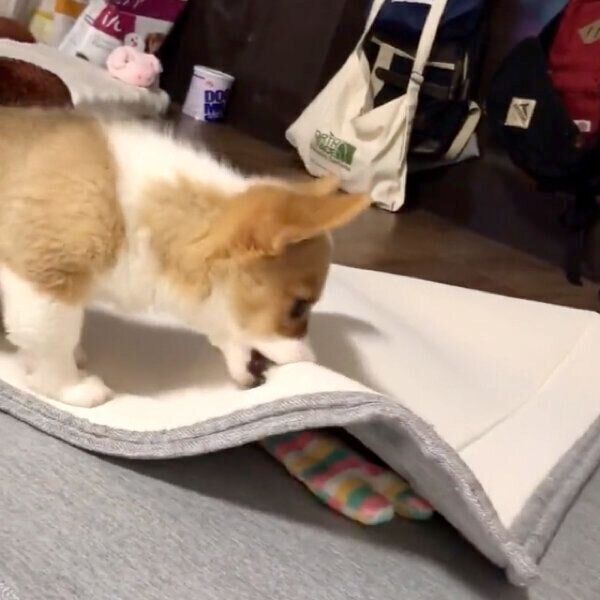 ホリホリするもなかちゃん