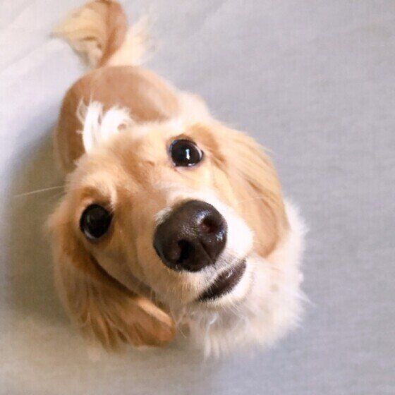 見つめるミニチュア・ダックスフンド