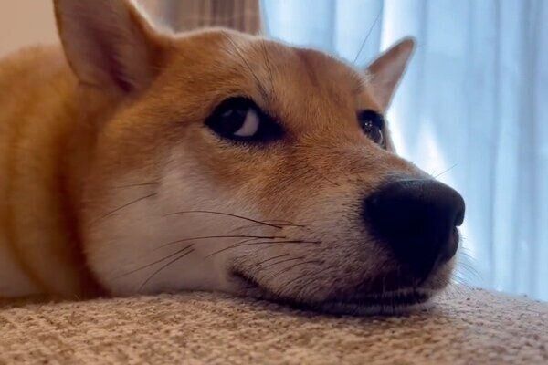 飼い主さんをじっと見つめる大豆くん