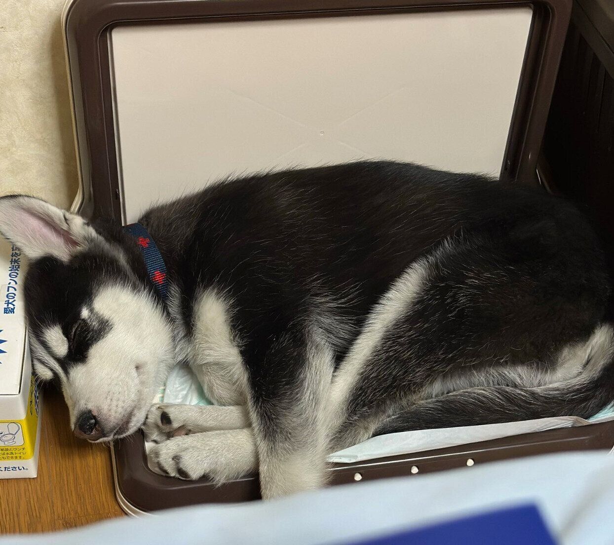 お迎え初日に撮影したカイくん