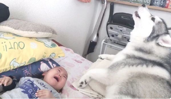 ギャン泣きするこつるくんと、共鳴するかのように遠吠えするアルカちゃん