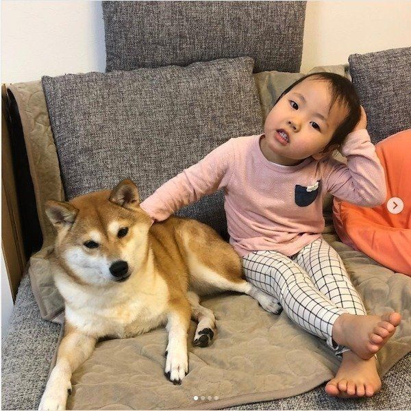 靴下を狙う柴犬