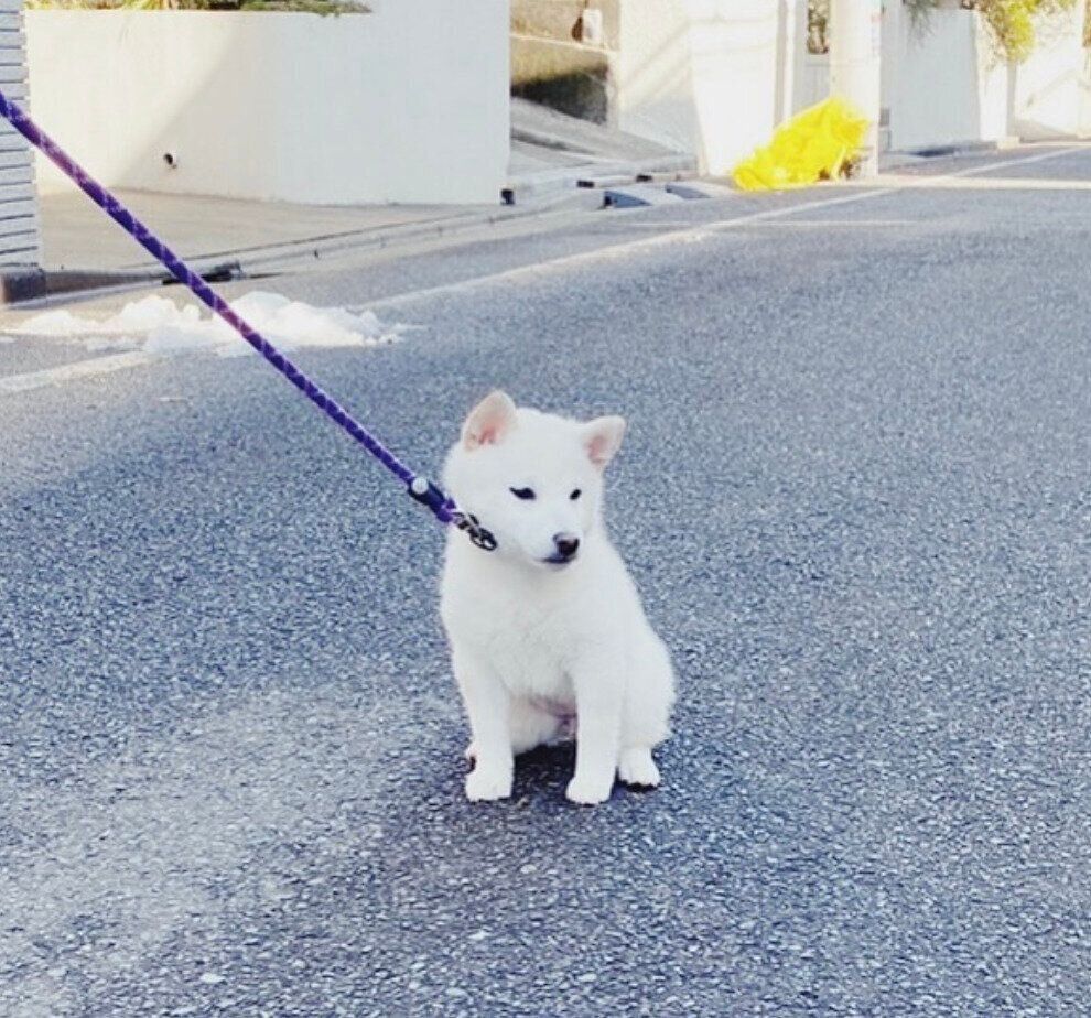 お散歩デビュー2日目にして拒否柴を見せるぺるちゃん