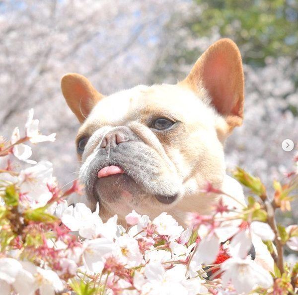 元繁殖犬・フレンチ・ブルドッグのもなちゃん
