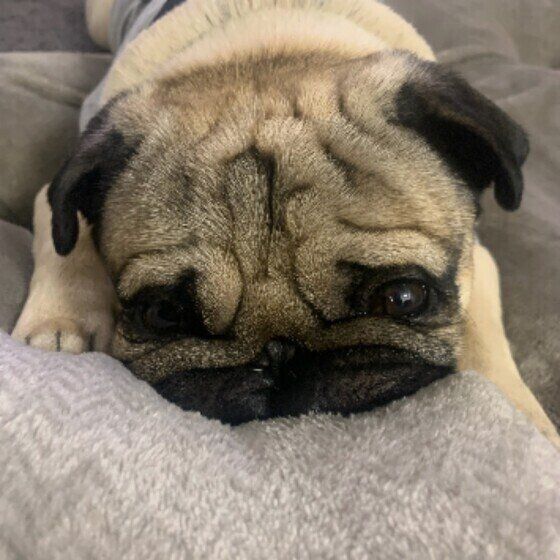 犬は猫舌の動物、温かい食べ物を与える際の注意点 いぬのきもち