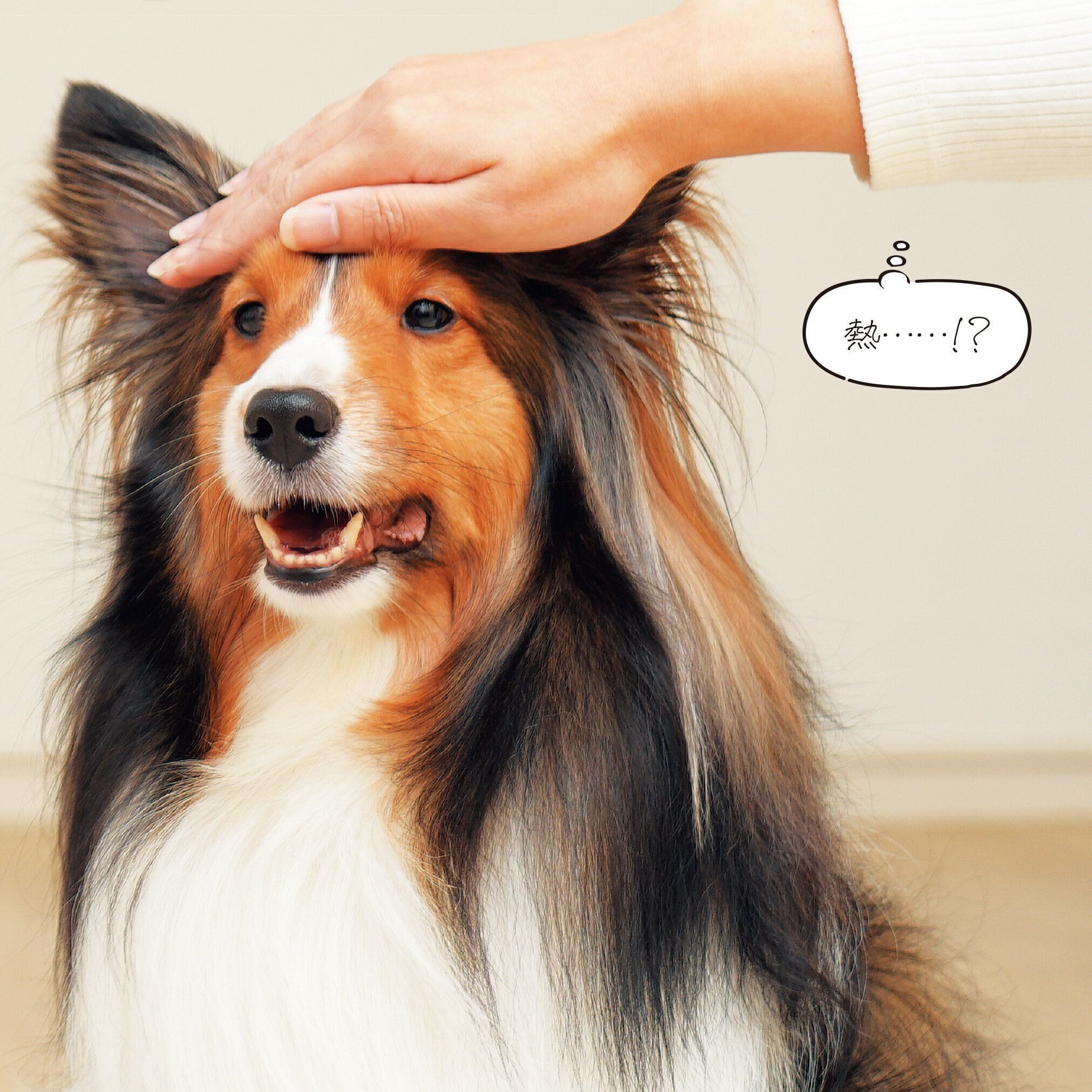 撮影／殿村忠博