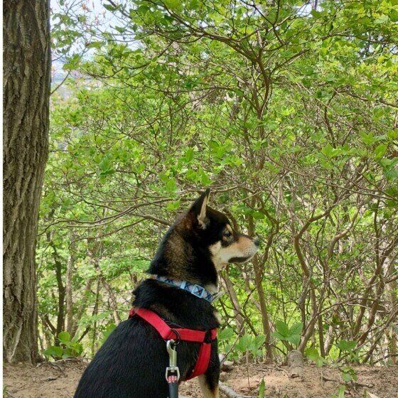 柴のタローくん