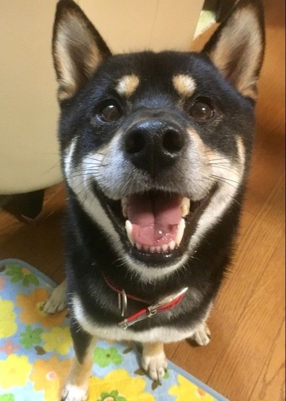 柴のかん太くん