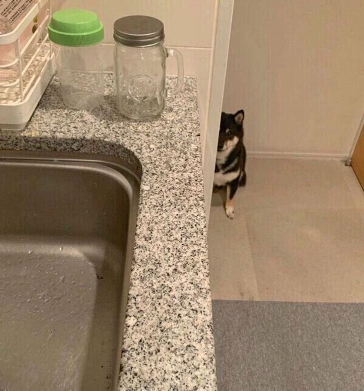 キラキラした目 でジリジリと迫りくる ごはん と可愛く圧をかける犬の行動が笑える いぬのきもちweb Magazine キラキラした目 でジリジリと迫りくる ごはん と可愛く圧をかける犬の行動が笑える いぬのきもちweb Magazine