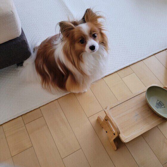 パピヨンのルイくん