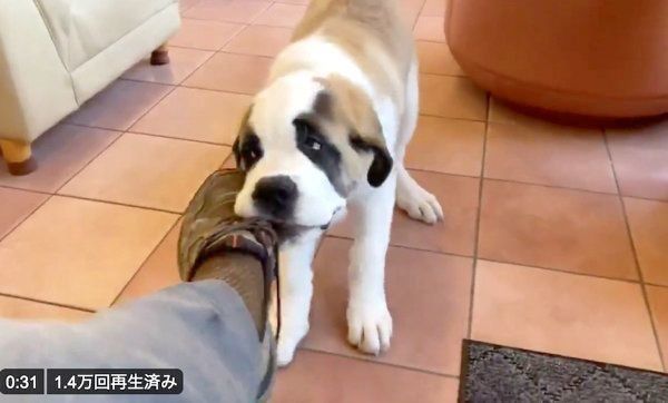 飼い主さんの靴を引っ張るドーンちゃん