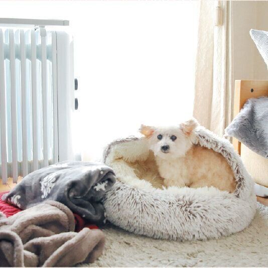 フォアちゃん（メス・17才／2.6㎏／トイ・プードル／おとなしいけど芯は強い）