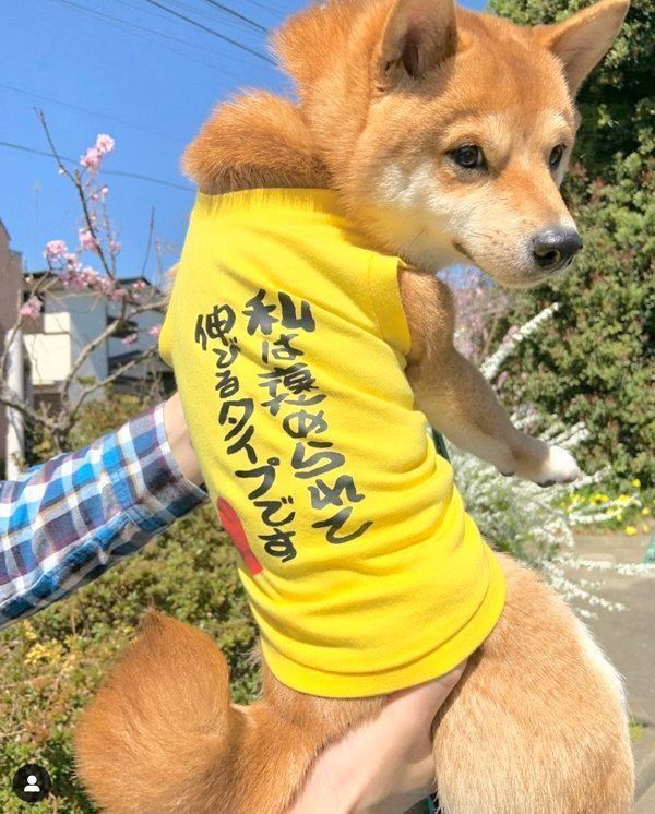 「私は褒められて伸びるタイプです」と書かれた洋服を着るうにくん