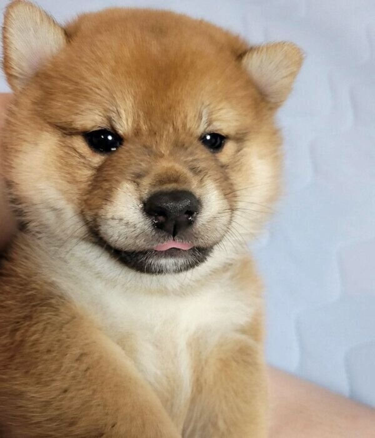 なぜそこで という場所で眠る柴の子犬 ブサカワ な寝顔に癒される人続出 いぬのきもちweb Magazine なぜそこで という場所で眠る柴の子犬 ブサカワ な寝顔に癒される人続出 いぬのきもちweb Magazine