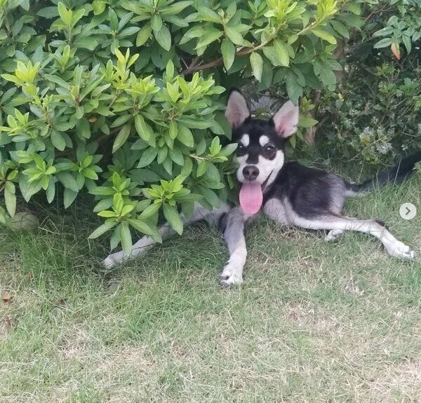 庭で遊ぶまろちゃん