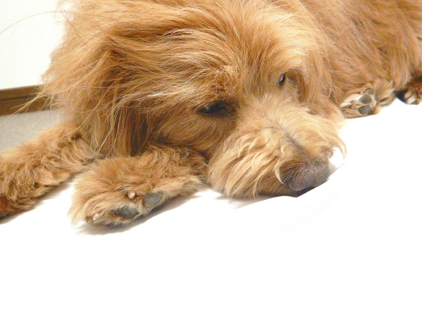 犬は飼い主が落ち込んでいるときになぐさめてくれる 連載 こぐま犬てんすけ Vol 107 いぬのきもちweb Magazine 犬は飼い主が落ち込んでいるときになぐさめてくれる 連載 こぐま犬てんすけ Vol 107 いぬのきもちweb Magazine