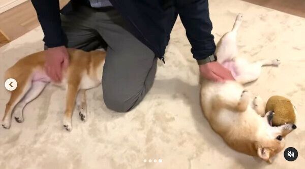 帰宅したパパさんを出迎えるにこちゃん、たまちゃん