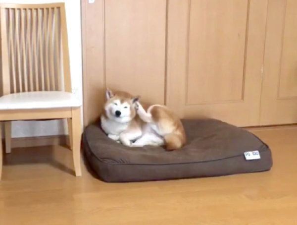 お耳を掻くロペさん