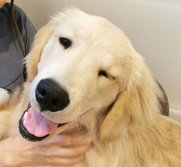 ウインクするぽち丸くん