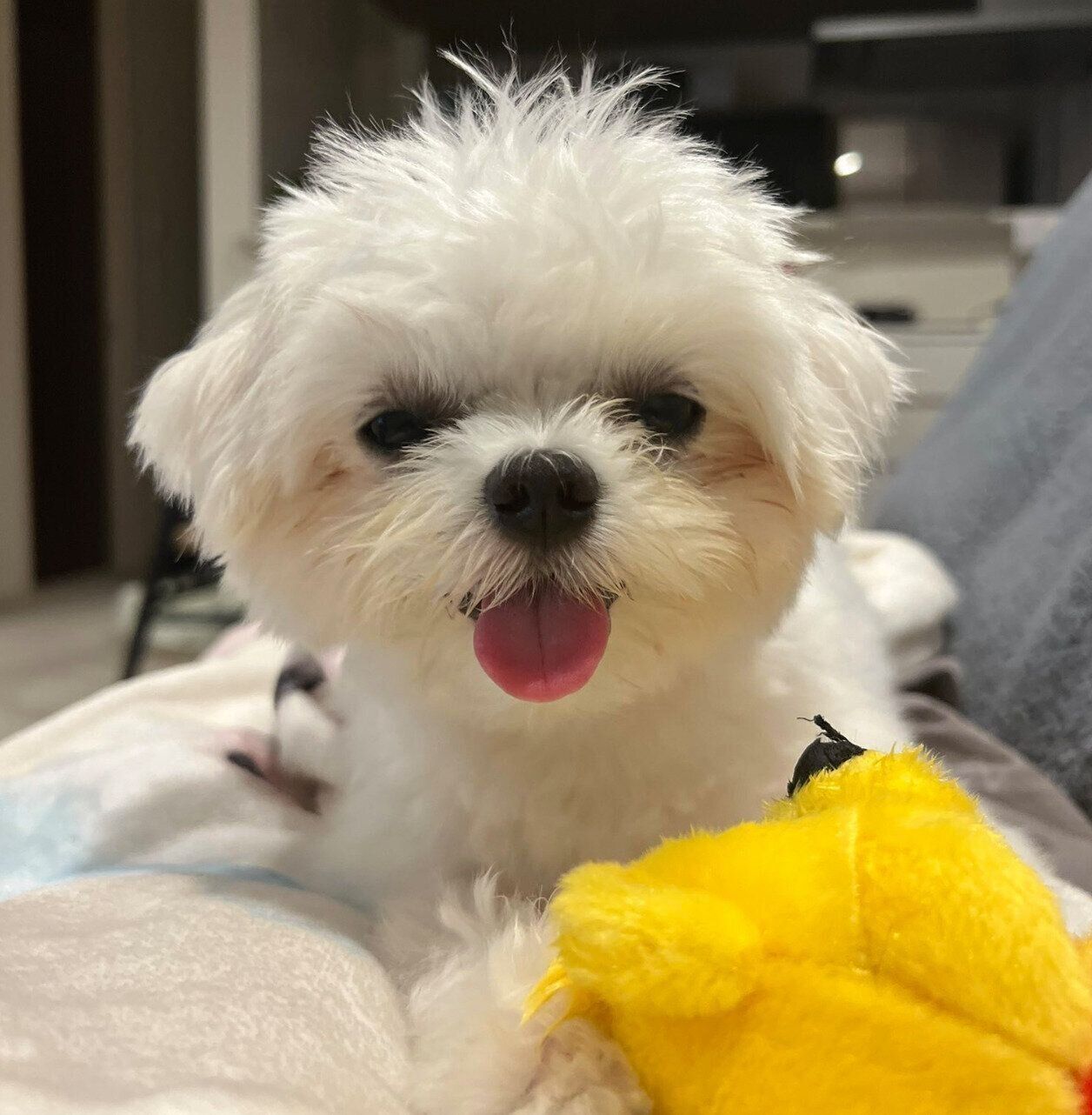 ママさんにべったりなライスくん