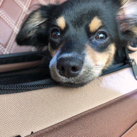 21年版 犬と電車に乗る際のルール 飼い主体験談や東京の主要鉄道会社の料金も いぬのきもちweb Magazine