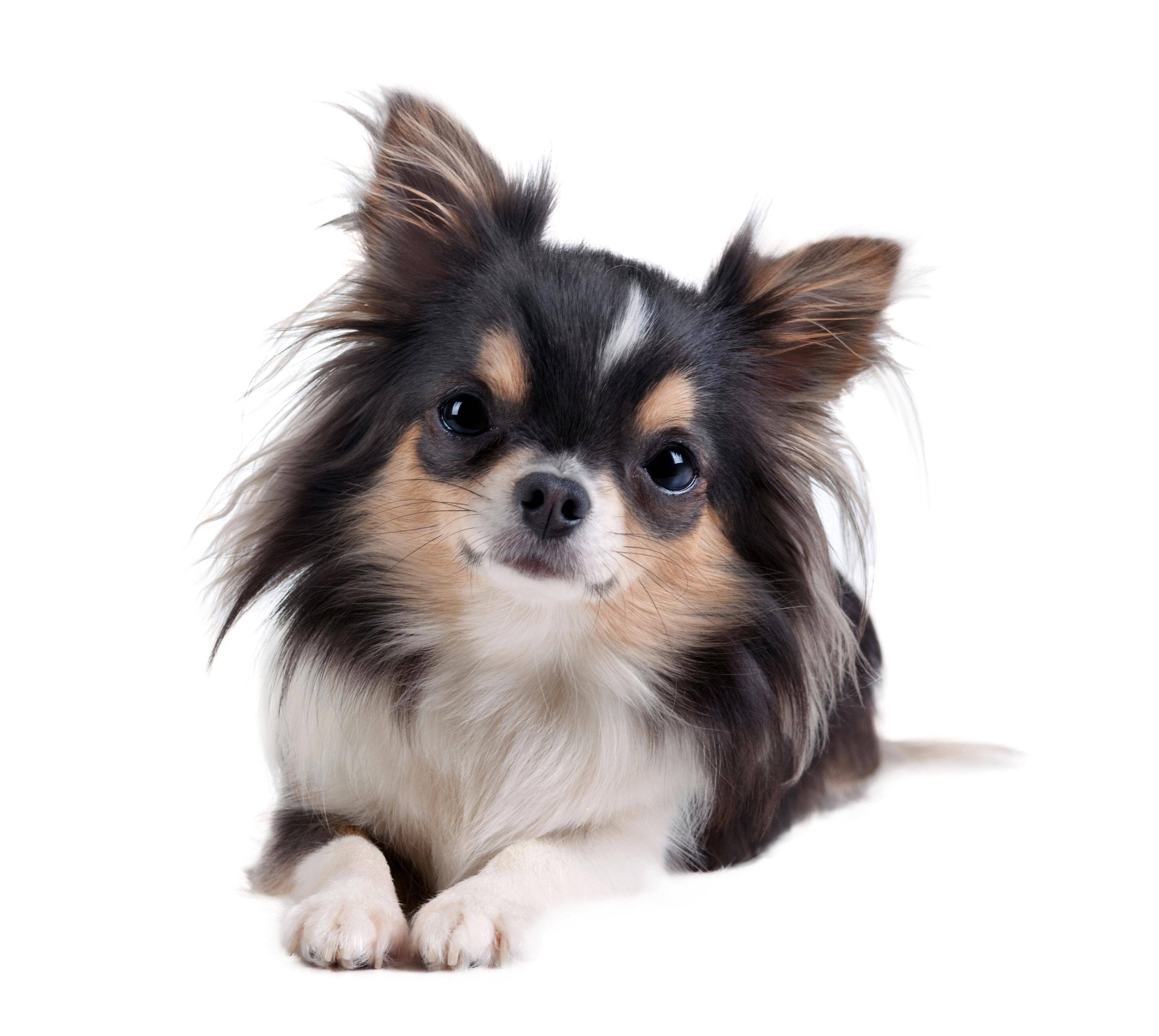きょとんと首をかしげる愛らしい犬