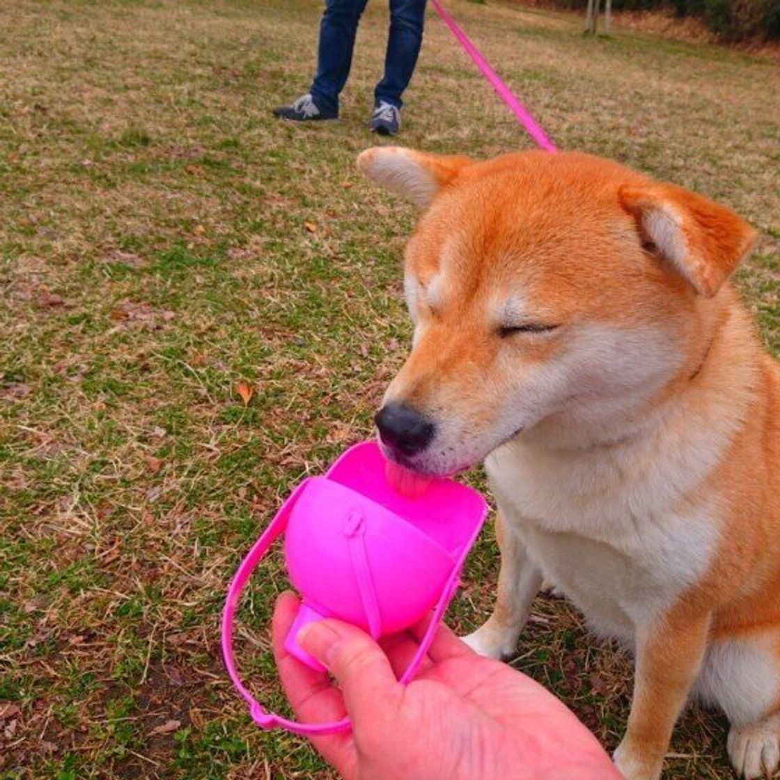 犬も水分補給が大切 愛犬の飲水量をアップさせるためにできること いぬのきもちweb Magazine 犬も水分補給が大切 愛犬の飲水量をアップさせるためにできること いぬのきもちweb Magazine