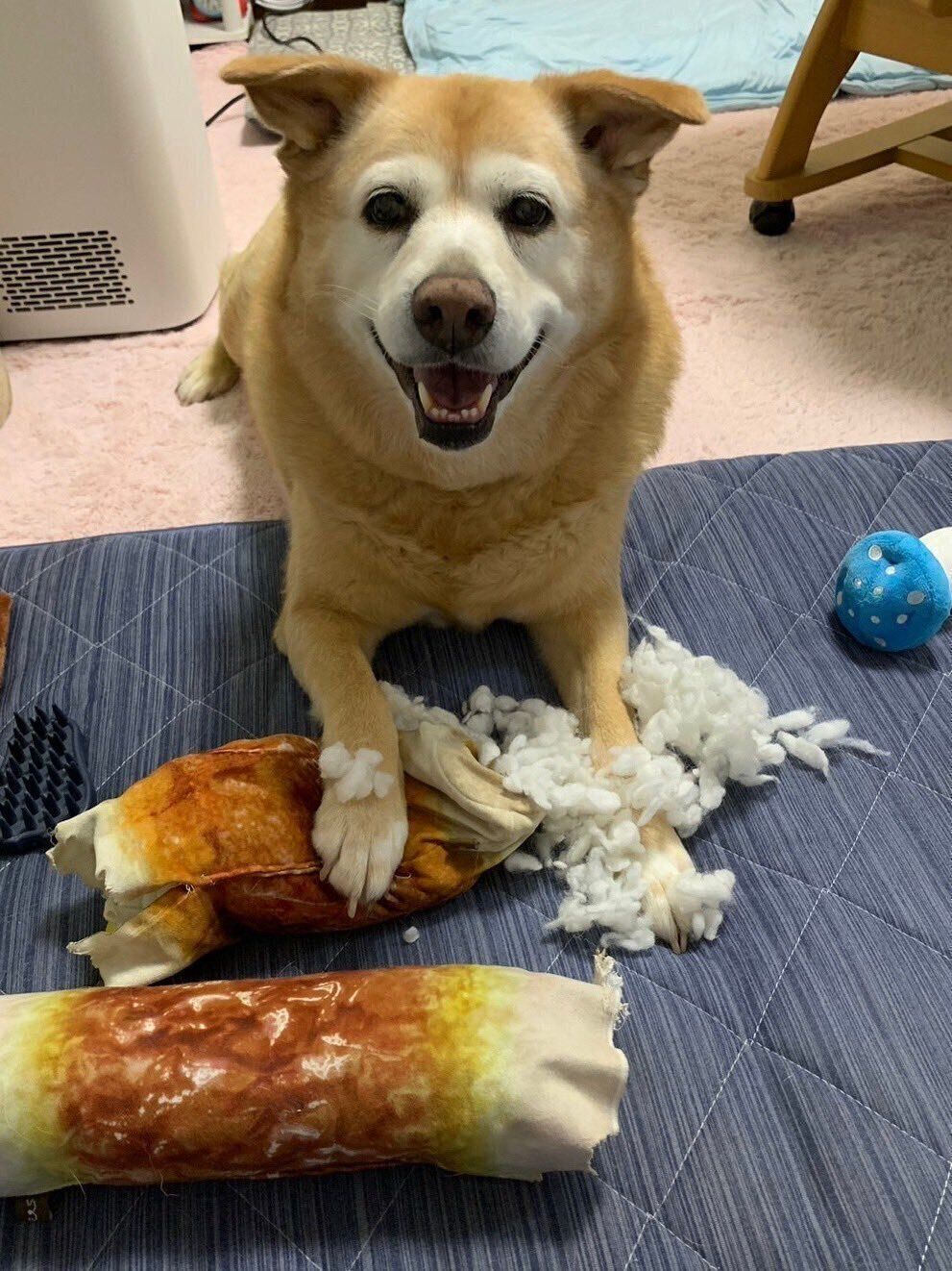 おもちゃを破壊して得意げな表情を見せるメリーちゃん